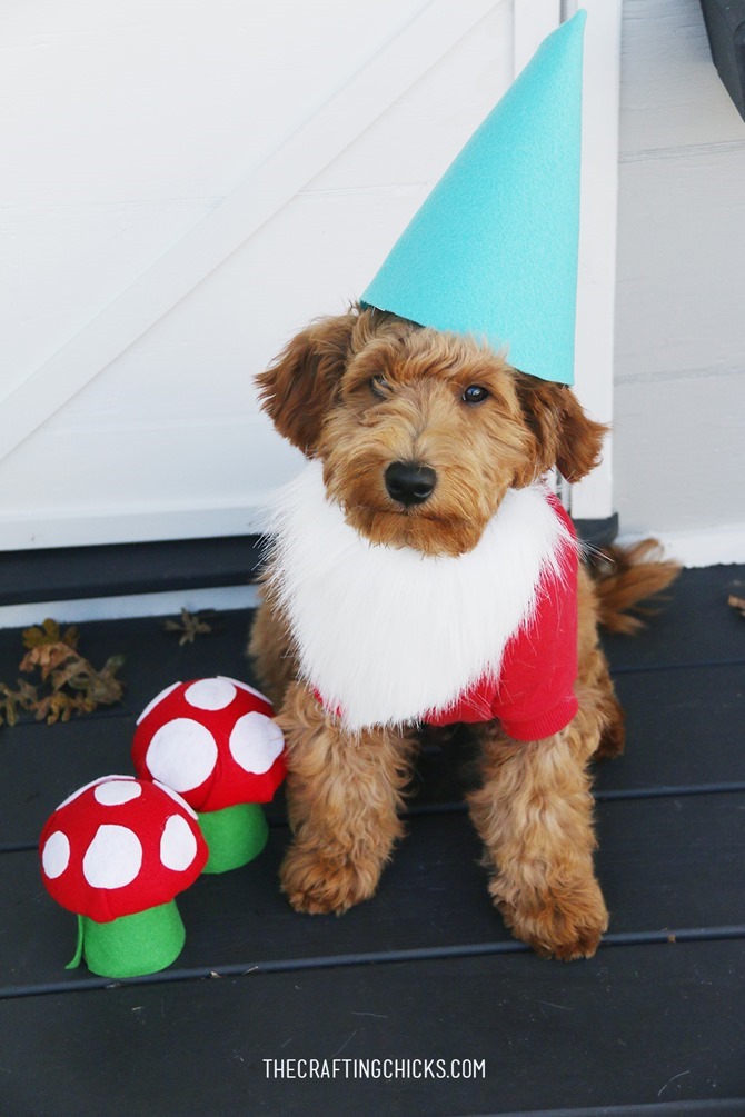 5 DIY Dog CostumesQuick & Easy Ideas